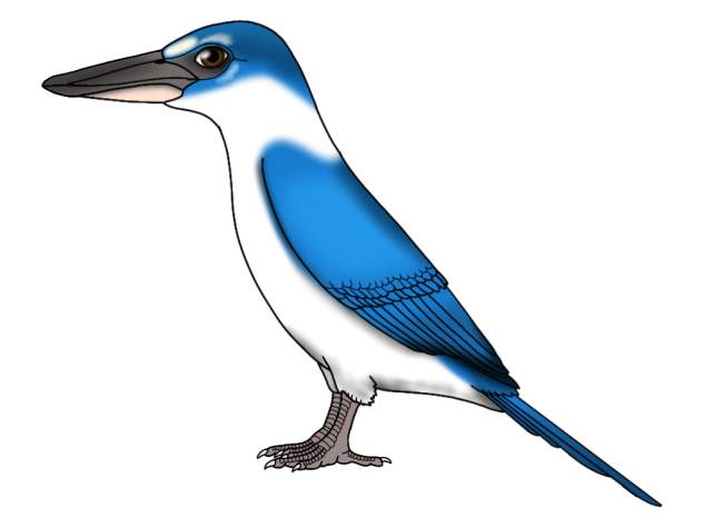 Collared Kingfisher render