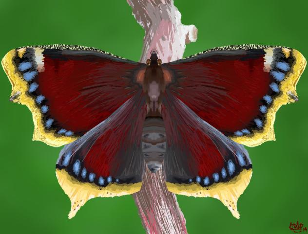 mourning Cloak butterfly