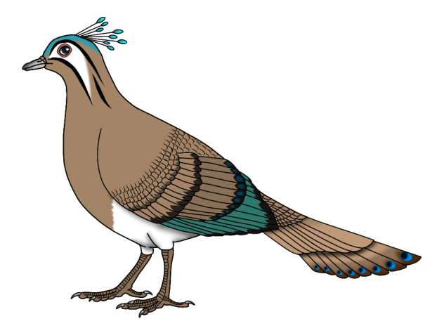 Princess Margarette's Peacock-dove f