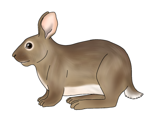 European Rabbit render