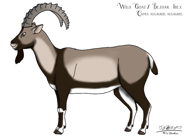 Wild Goat (2023) refix