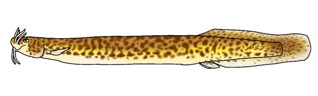 Listrura gyrinura render