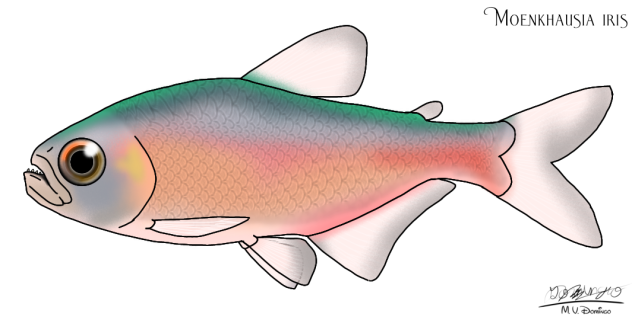 Moenkhausia iris