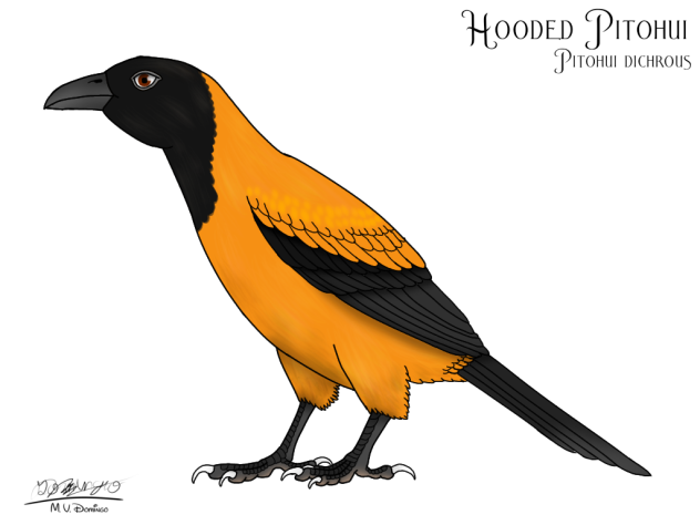 Hooded Pitohui revamped