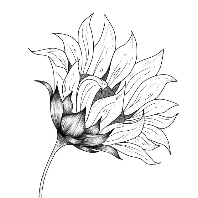sunflower 1