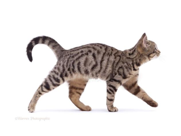 stock cat walking loop