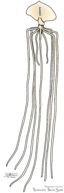 Reinachan Bigfin Squid