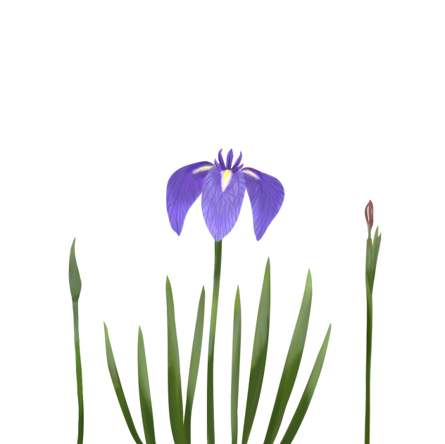 花菖蒲