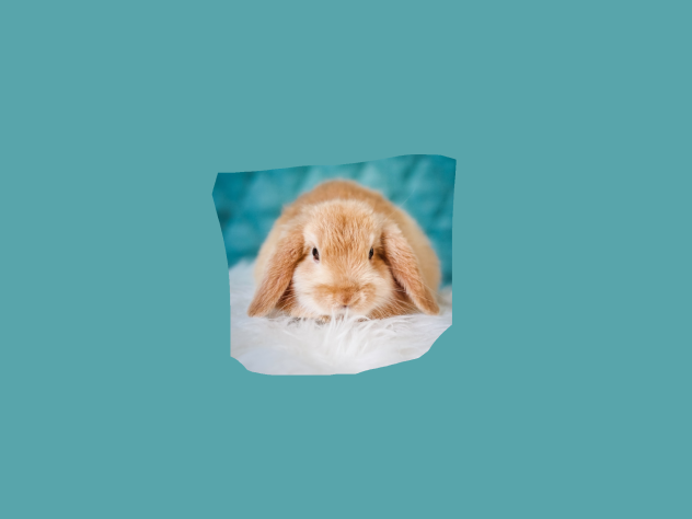 Bunny 3