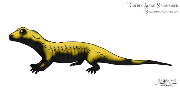 Golden Alpine Salamander
