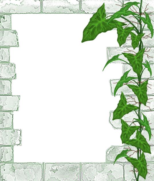 Syngonium Plant Frame