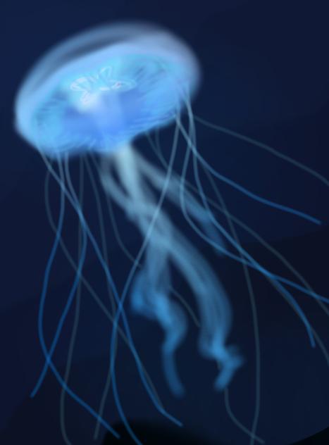 海月