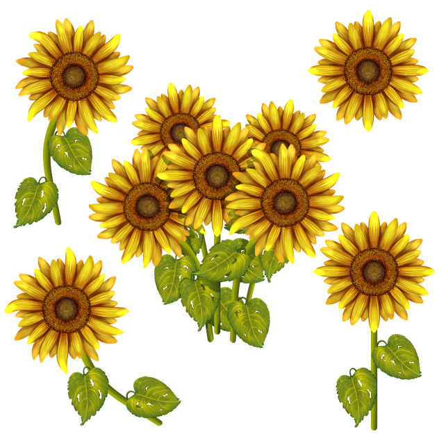 Sun flower 🌻 🌼