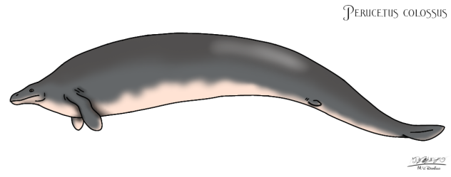 Perucetus colossus