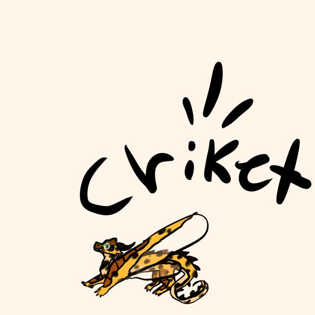 CRIKET!!!!!!