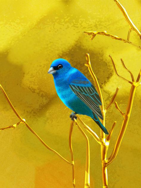 indigo bunting bird