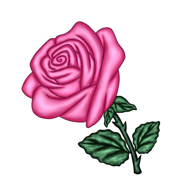 A pink rose