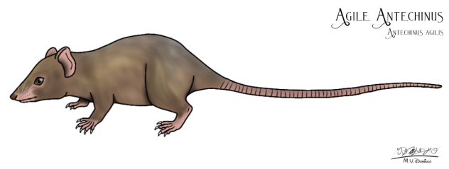 Agile Antechinus