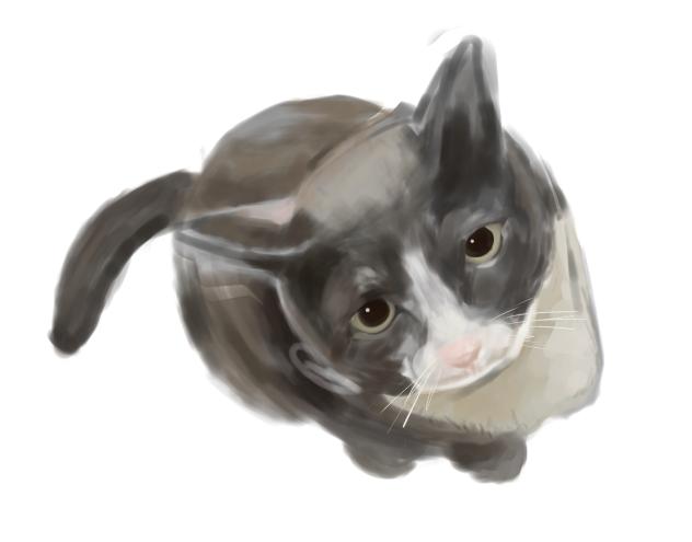 Cat - ibisPaint