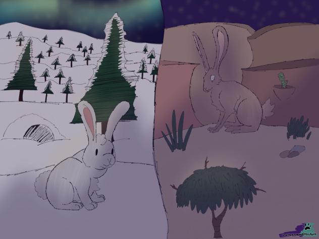 Bunny