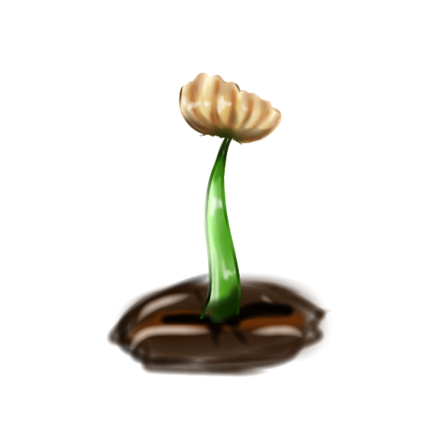 growing flower,plant🌴