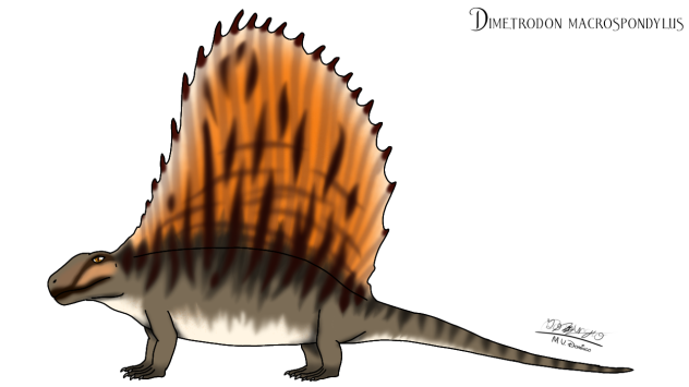 Dimetrodon macrospondylus
