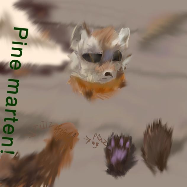 A pine marten