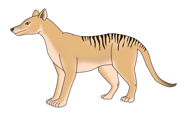 Thylacine