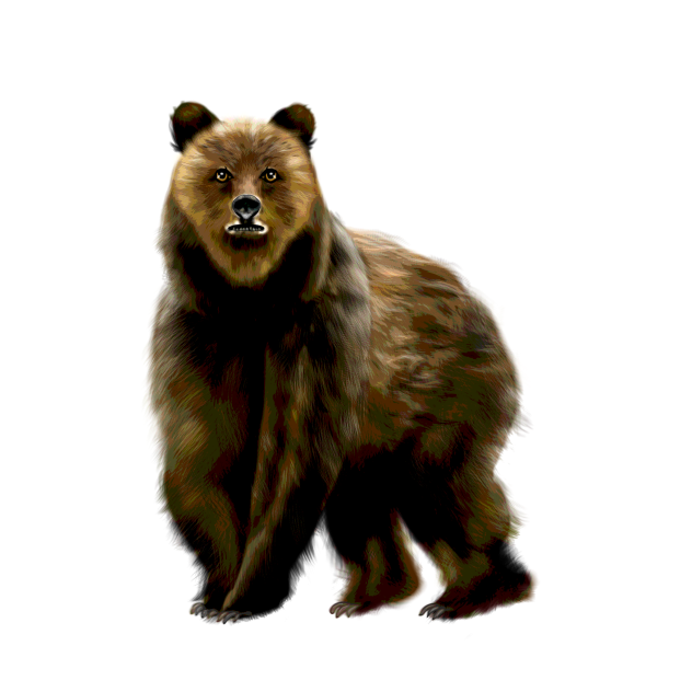 Bear 2nd version