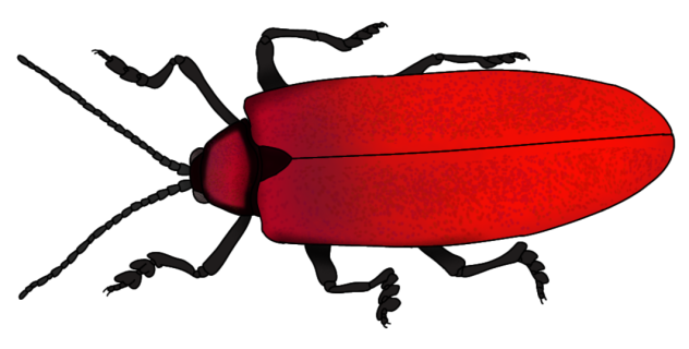 Alurnus chocoensis render