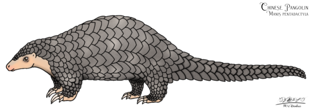 Chinese Pangolin big ver