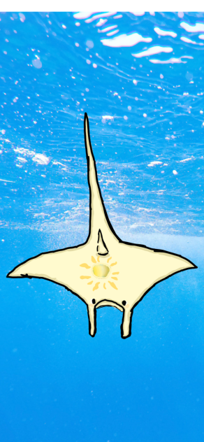 Sun manta ray! ☀️🌊