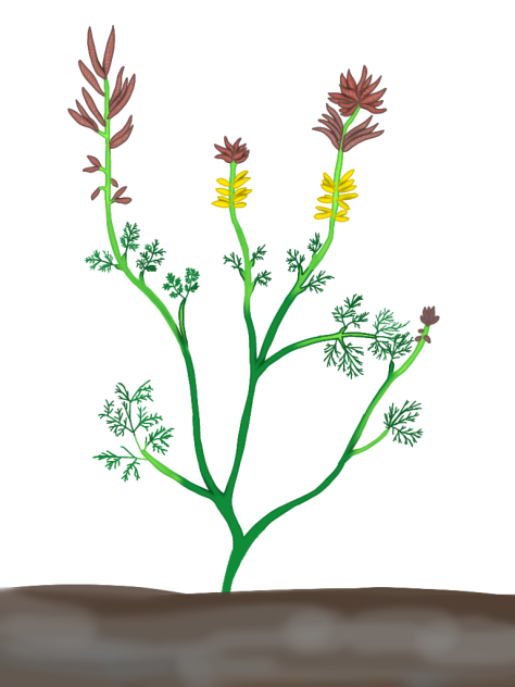 Archaefructus liaoningensis3