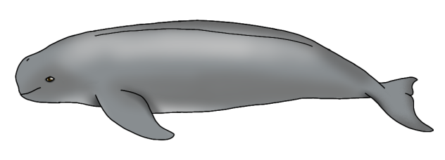 Indo-Pacific Finless Porpoise (calf)