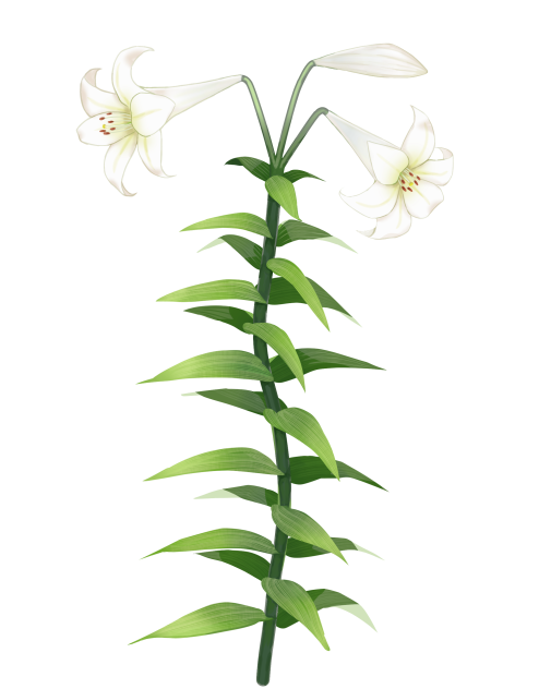百合の花