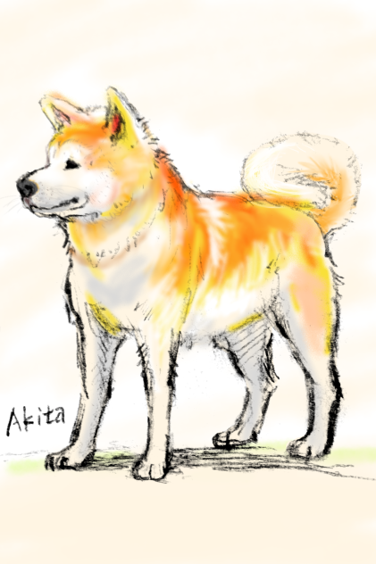 秋田犬 カット
