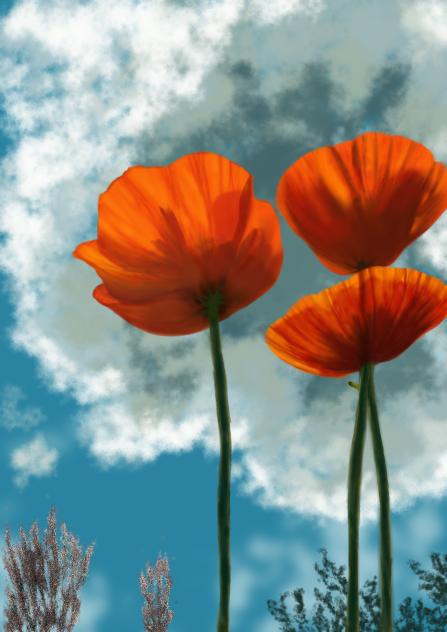 poppy flowers