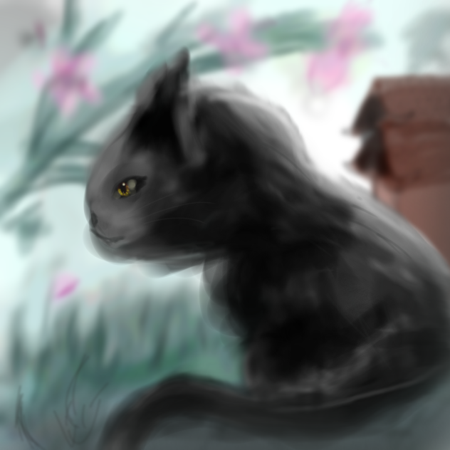 black cat