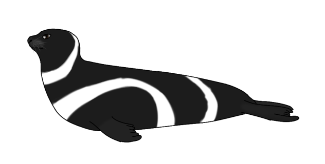 Ribbon Seal male2