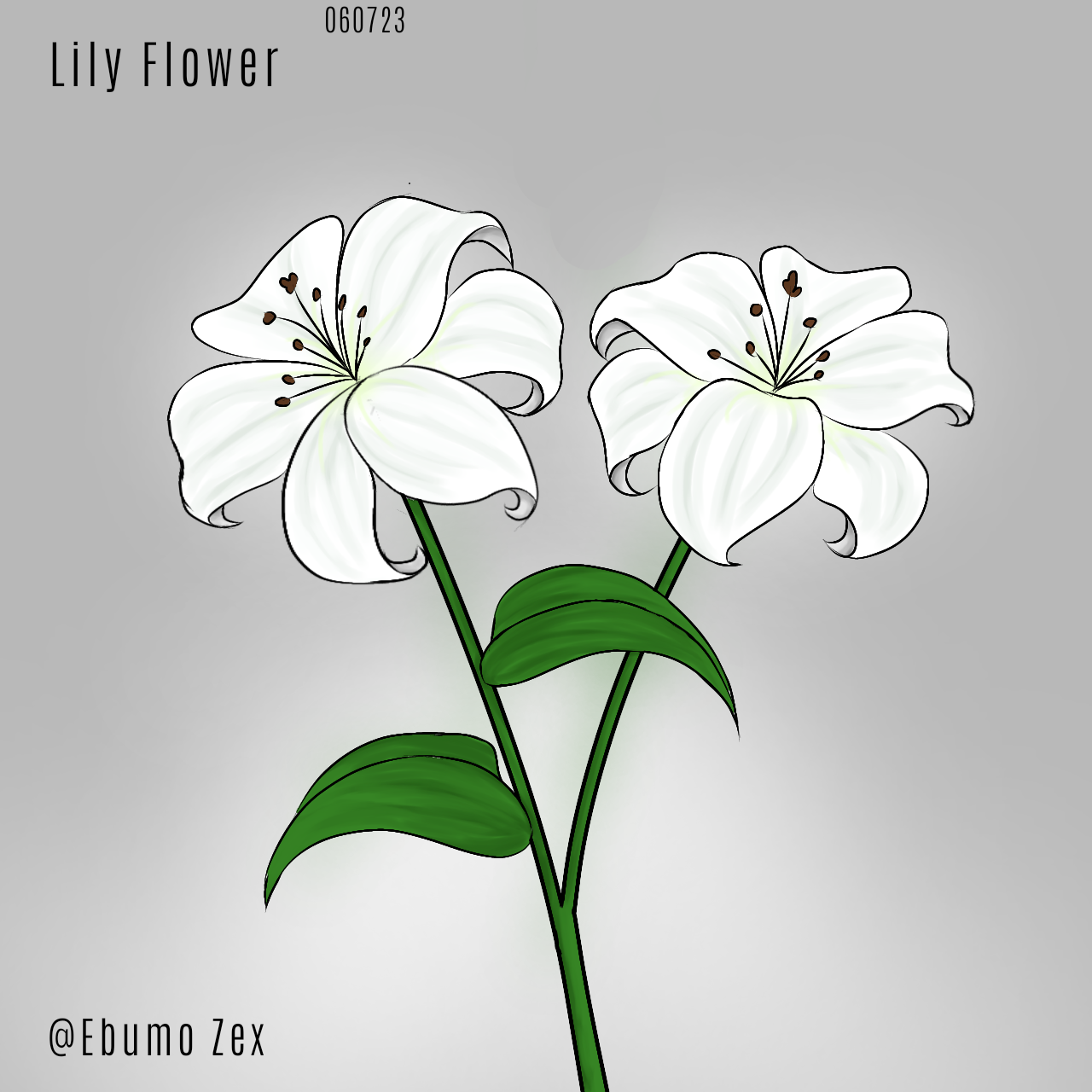 Lily Flower - ibisPaint