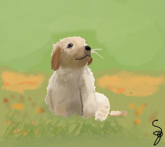 Doge