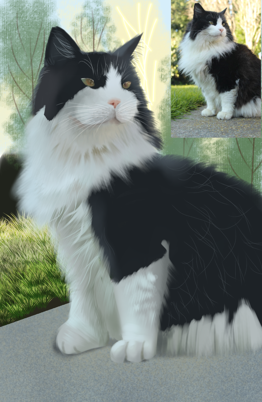 ragamuffin-cat-tuxedo-ibispaint