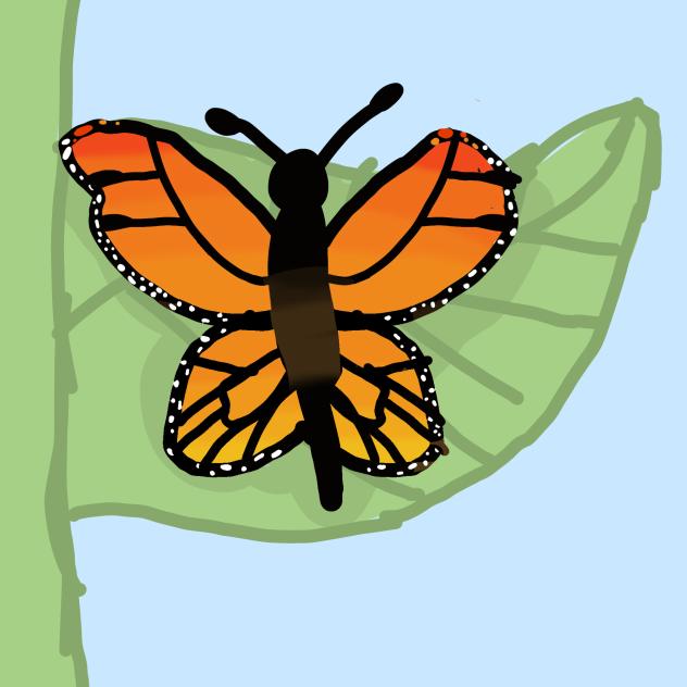 monarch butterfly🦋🌿🏵️