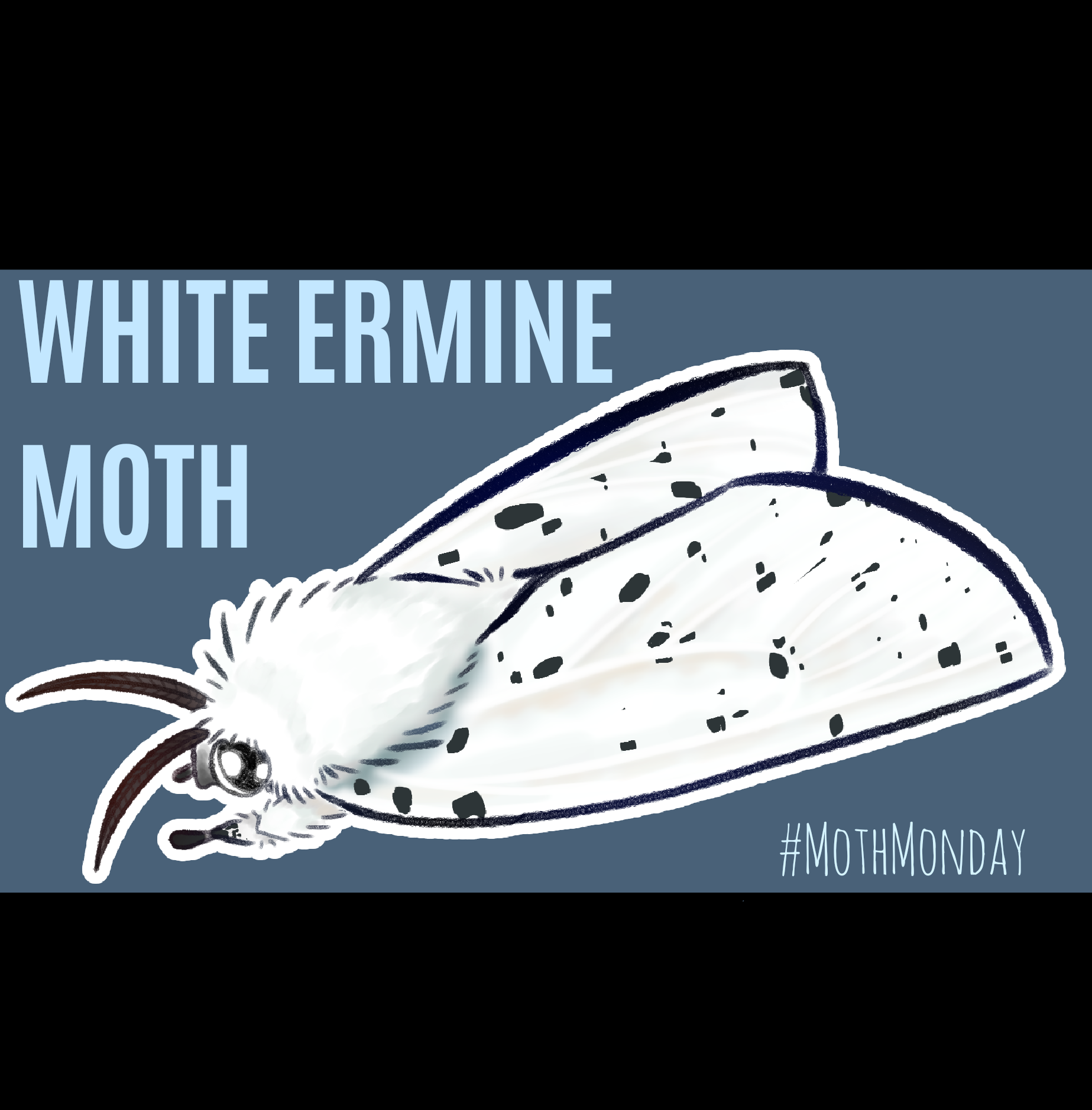 Moth Monday #16 - ibisPaint