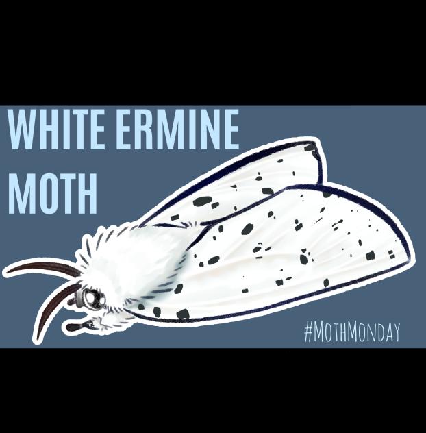 Moth Monday #16 - ibisPaint