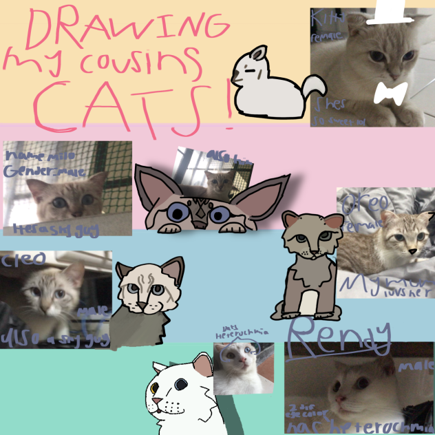My cousins catz