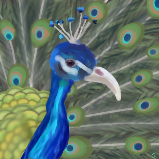 クジャク