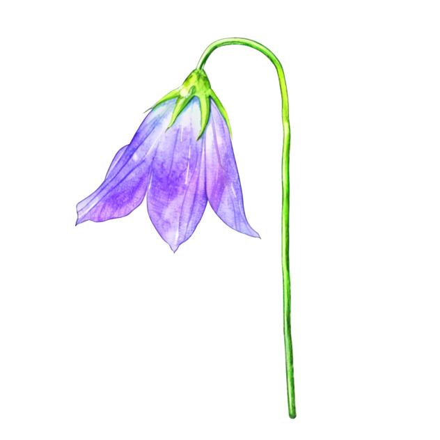 Harebell (Watercolour)