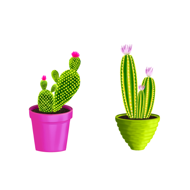 Cactus with Flower 🌵