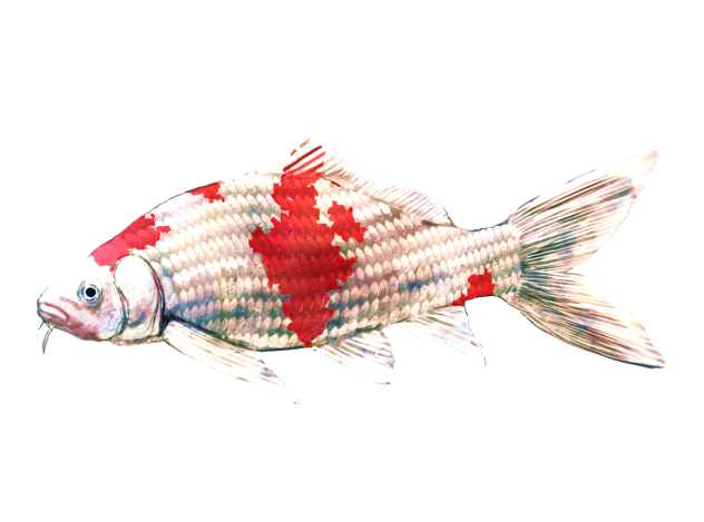 ニシキゴイ